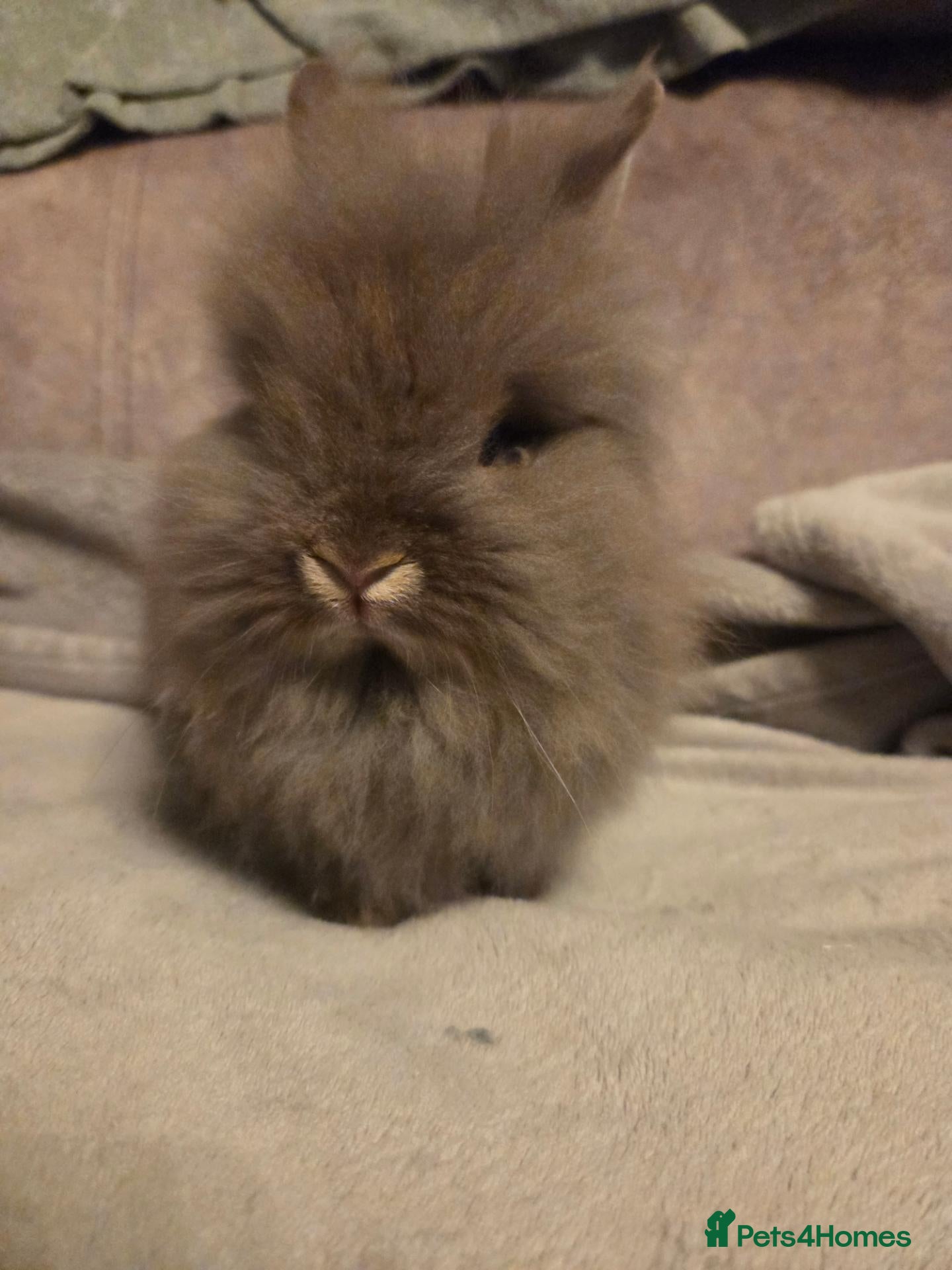 Lionhead rabbits Last choc otter double maine lion head baby left - Advert 2
