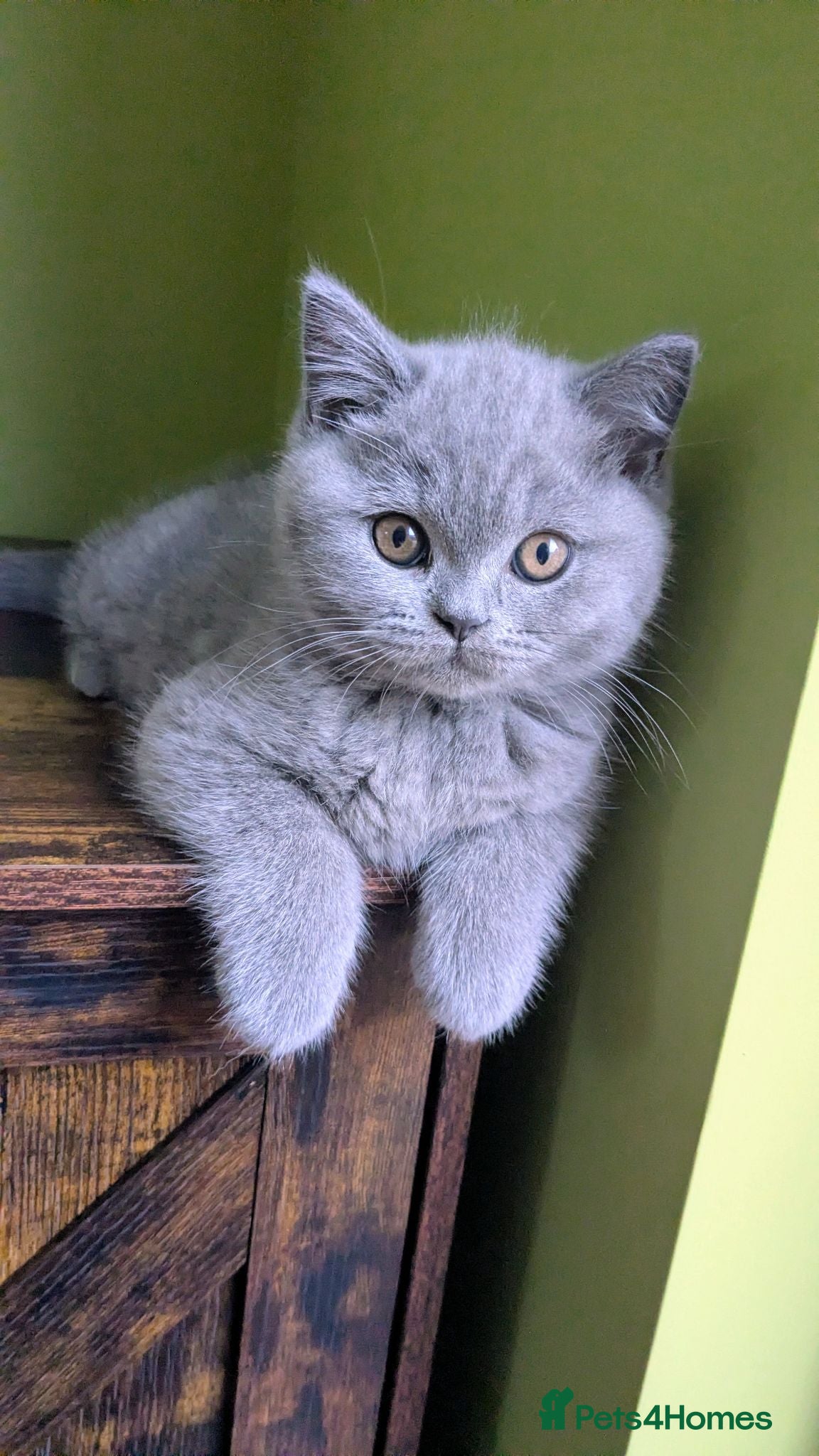 Scottish Fold cats Beautiful pedigree Scottish Straight kittens  - Advert 2