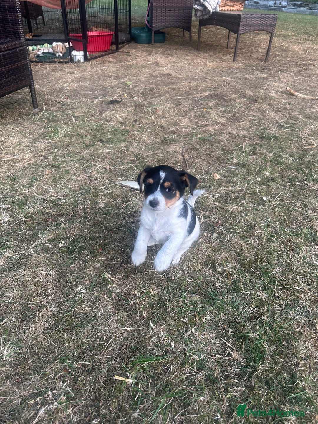 Mixed Breed dogs for sale: Jack Russell x Chorkie Jack Puppies - Image 2