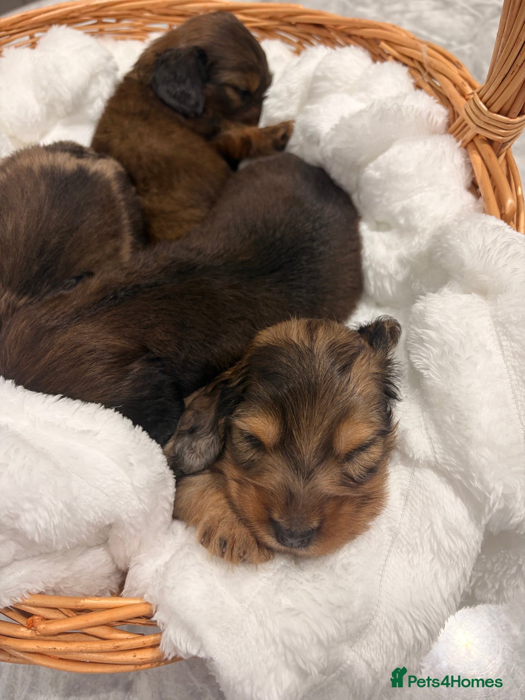 Miniature Dachshund dogs for sale: Quality Russian shaded red minis - Advert 17
