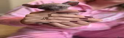 Sphynx cats for sale: Beautiful Canadian Sphynx  - Advert 4