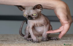 Sphynx cats for sale: Champion sphynx kitten - Image 7