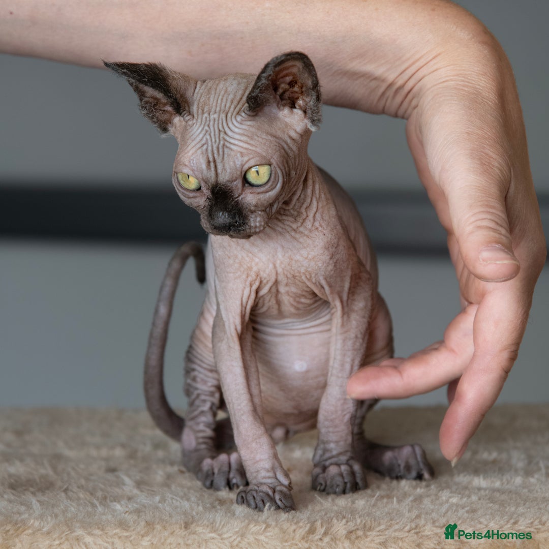 Sphynx cats for sale: Champion sphynx kitten - Image 7