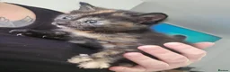 Mixed Breed cats for sale: 2 beautiful kittens - Advert 9