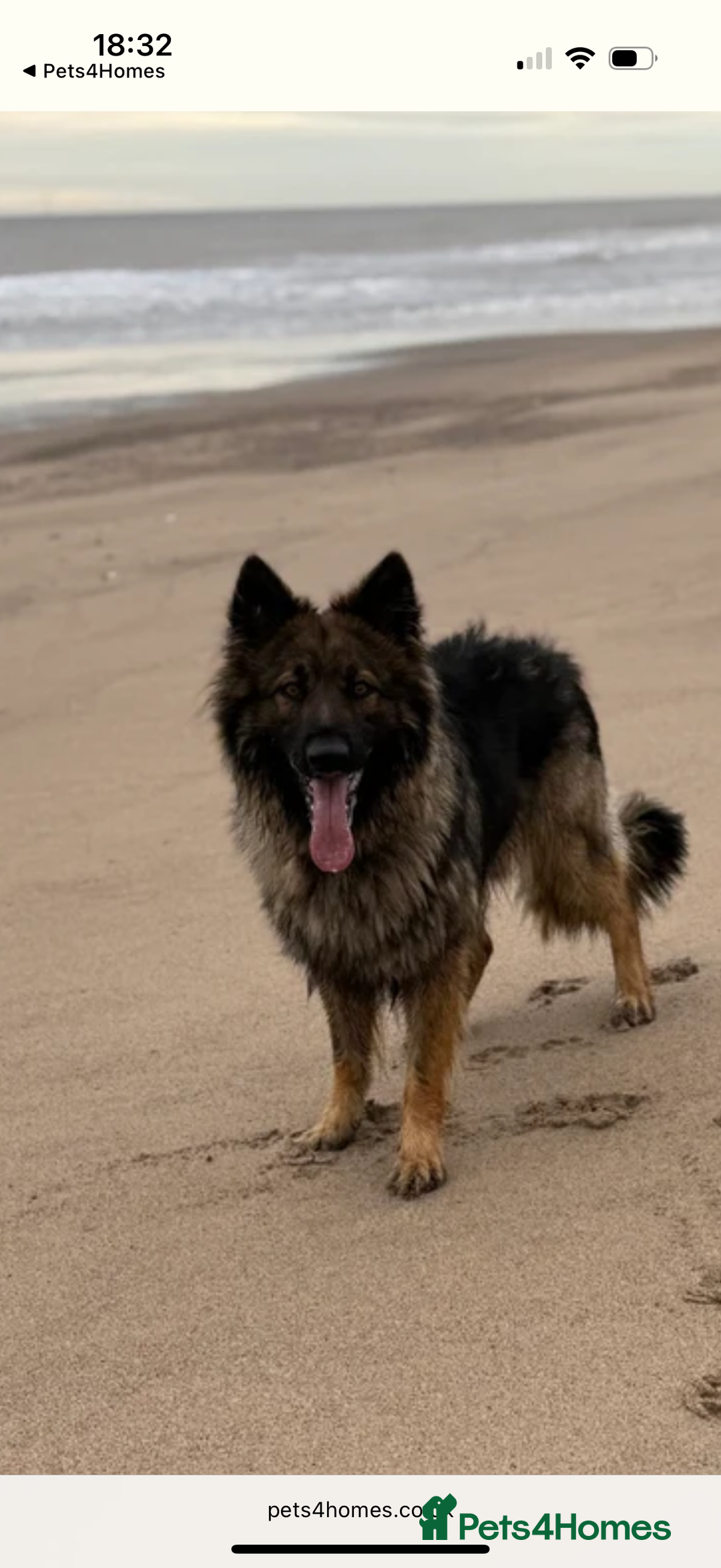 German Shepherd dogs for stud: FOR STUD (PROVEN)  in Doncaster - Advert 24