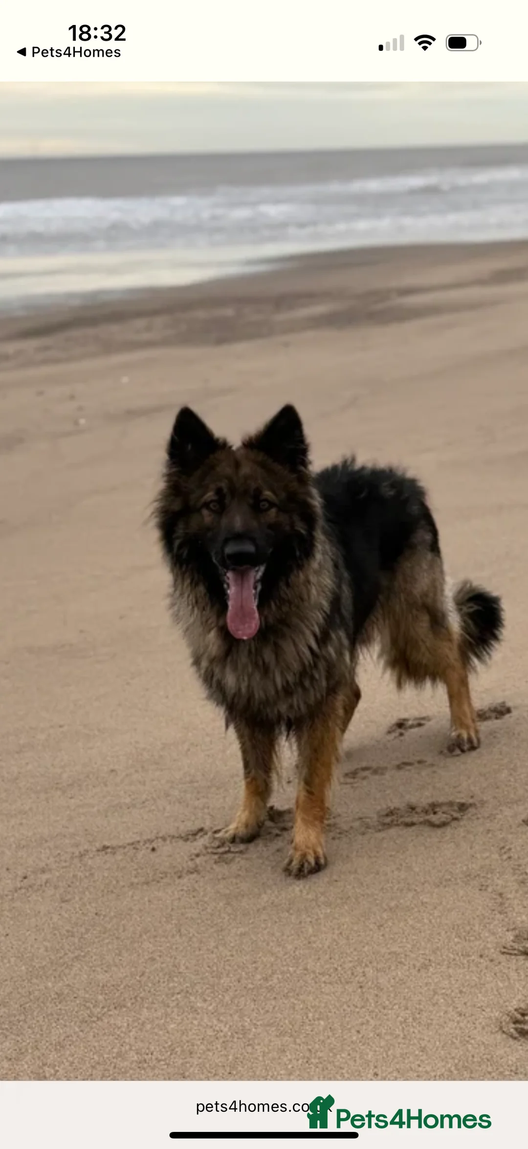 German Shepherd dogs for stud: FOR STUD (PROVEN)  in Doncaster - Advert 24