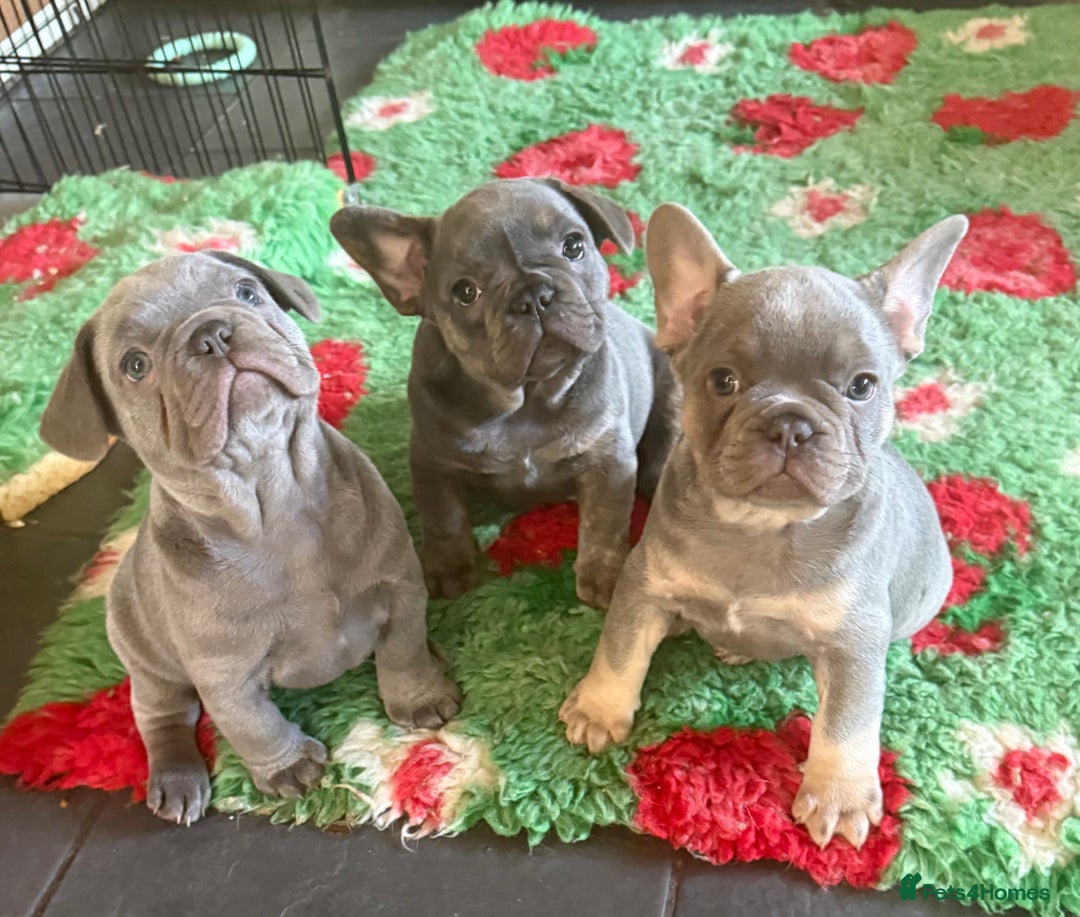 French Bulldog dogs for sale: Amazing Frenchies ready now.  - Image 3