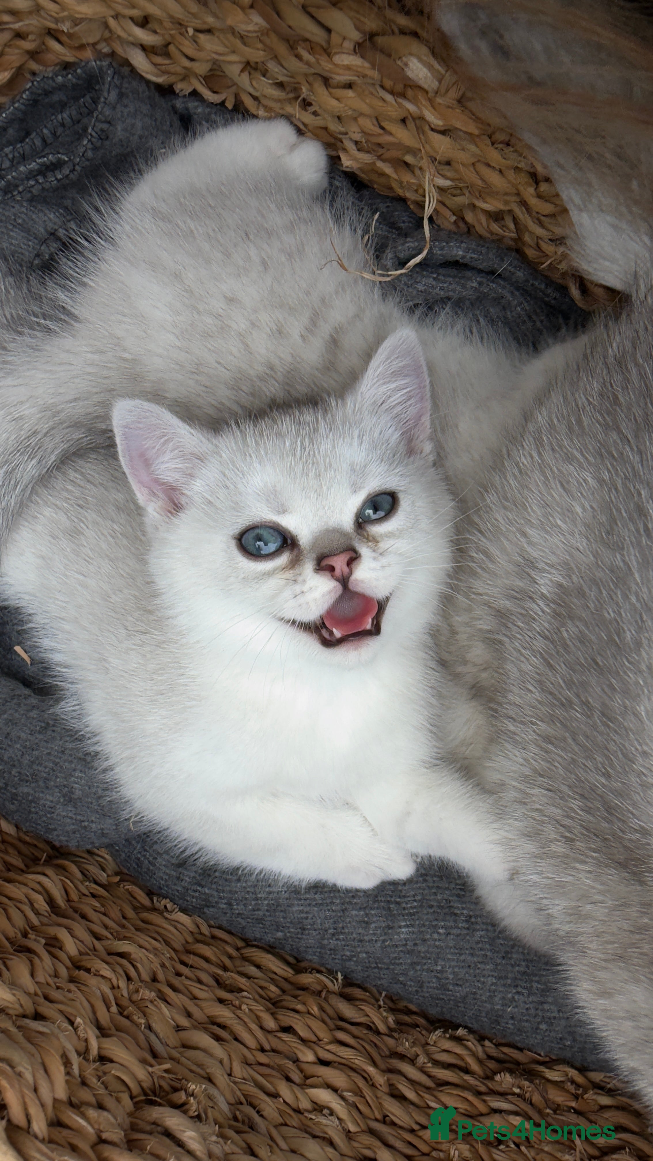 Scottish Fold cats for sale: Rare White Scottish Fold Kittens With Blue Eyes🩵 - Advert 17