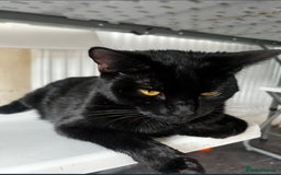 Domestic Shorthair cats for sale: Super affectionate male kitten  - Image 5