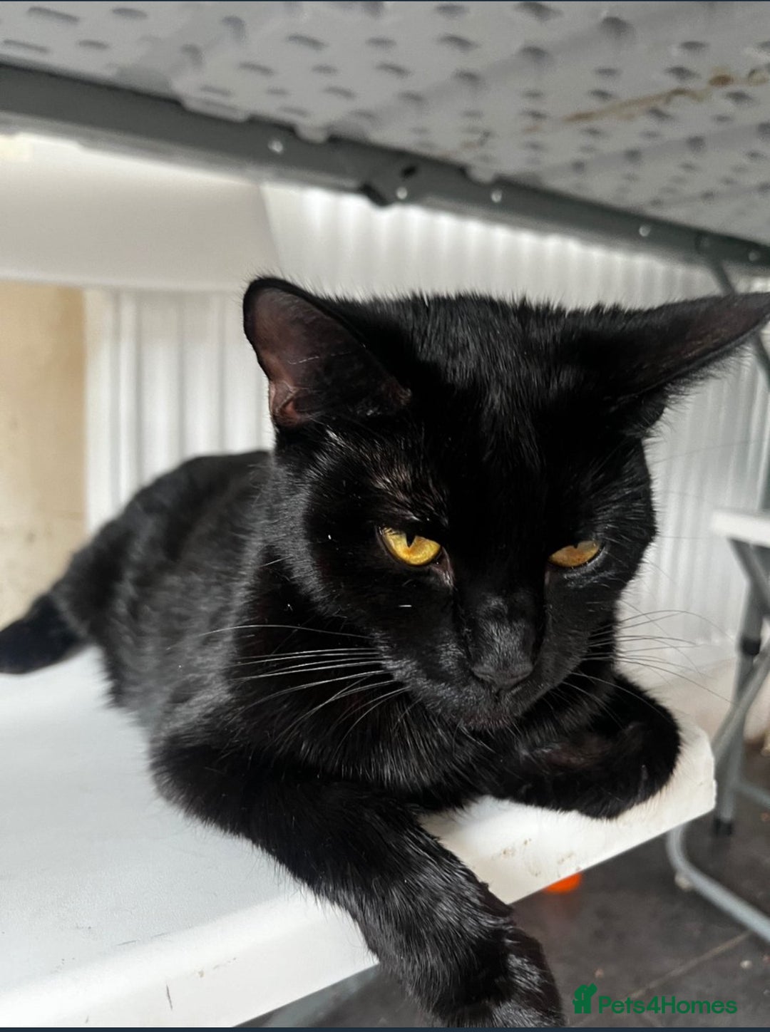 Domestic Shorthair cats for sale: Super affectionate male kitten  - Image 5