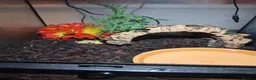 Frog reptiles for sale: Pac man Frog in Blandford Forum - Advert 2