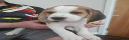 Beagle dogs for sale: Top quality Tri-color Beagles puppies For Sale in Sunderland - Advert 4