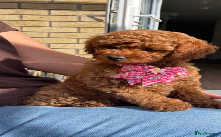 Cavapoo dogs - Advert 16