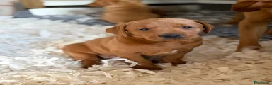 Labrador Retriever Puppy 1