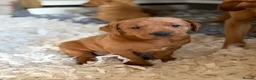 Labrador Retriever dogs for sale: Fox Red Labradors  - Advert 3