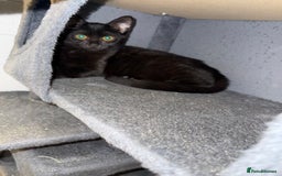 Mixed Breed cats for sale: 3 kittens available now  - Image 14
