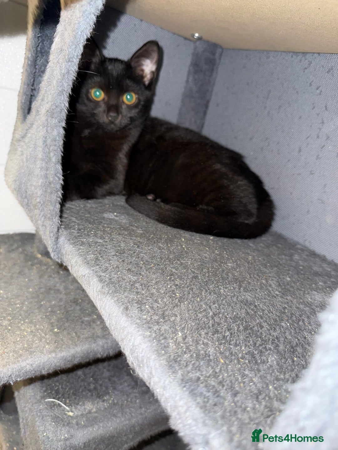 Mixed Breed cats for sale: 3 kittens available now  - Image 14