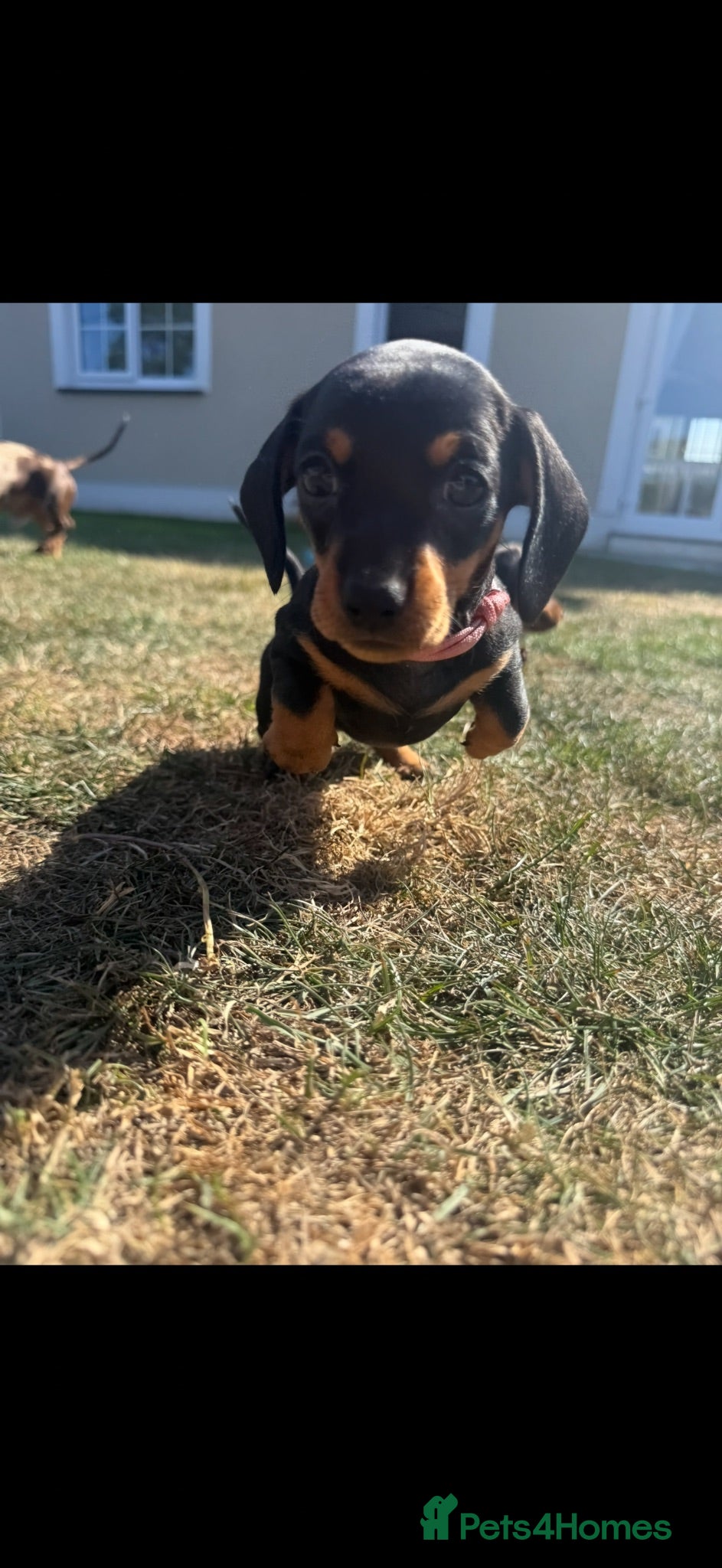 Miniature Dachshund dogs Beautiful Miniature Dachshunds - Advert 17