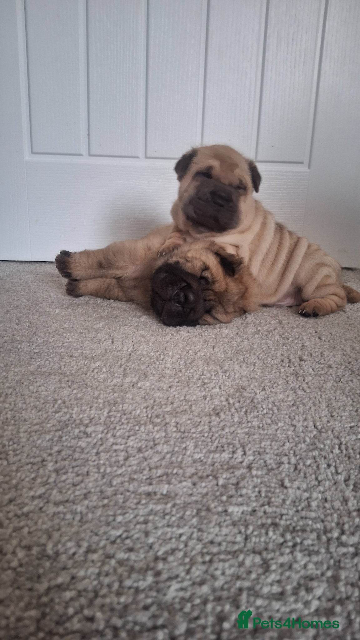 Shar Pei dogs 5 sharpei pups. Mixture of colours and coats - Advert 3