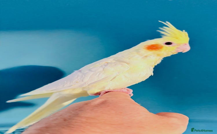 Cockatiels birds - Advert 1