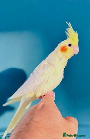Cockatiels birds - Advert 1