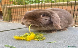 Mini Lop rabbits for sale: PLEASE READ 🐰 male and female (both neutered) in Leicester - Image 10
