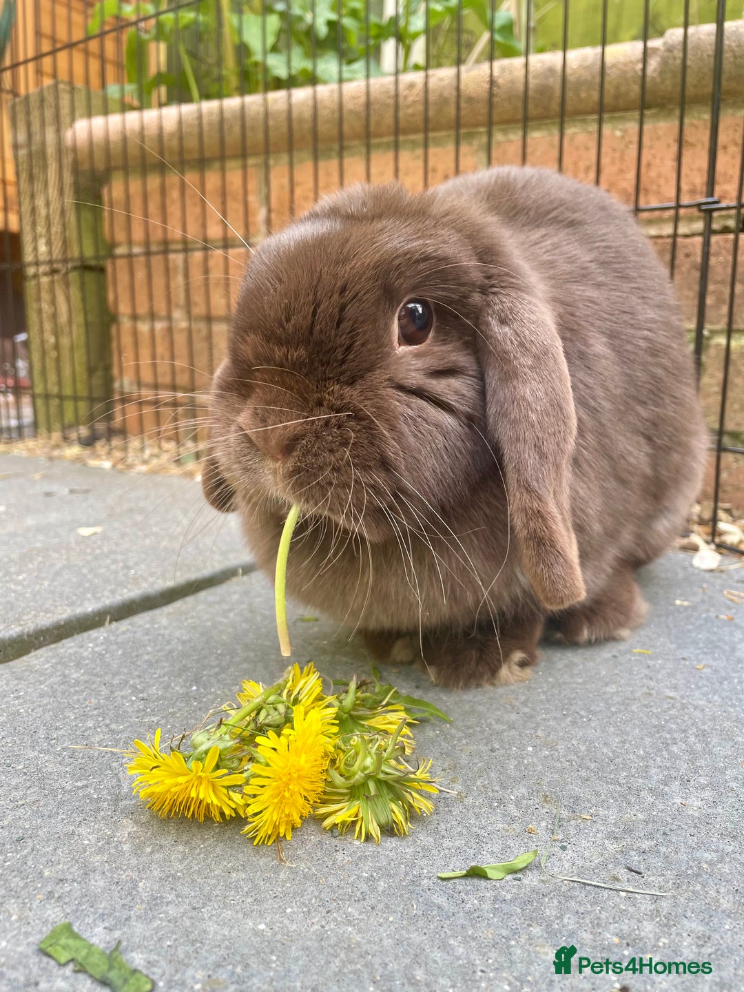 Mini Lop rabbits for sale: PLEASE READ 🐰 male and female (both neutered) in Leicester - Image 10