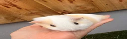 Guinea Pig rodents for sale: Baby boars - Advert 3