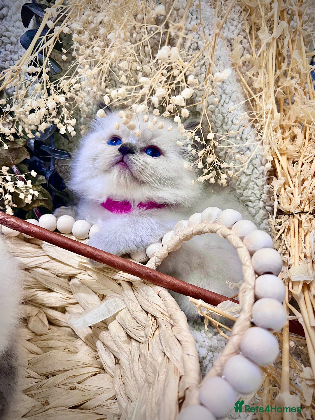 Ragdoll cats for sale: Hello Ragdoll lover‼️ - Advert 9