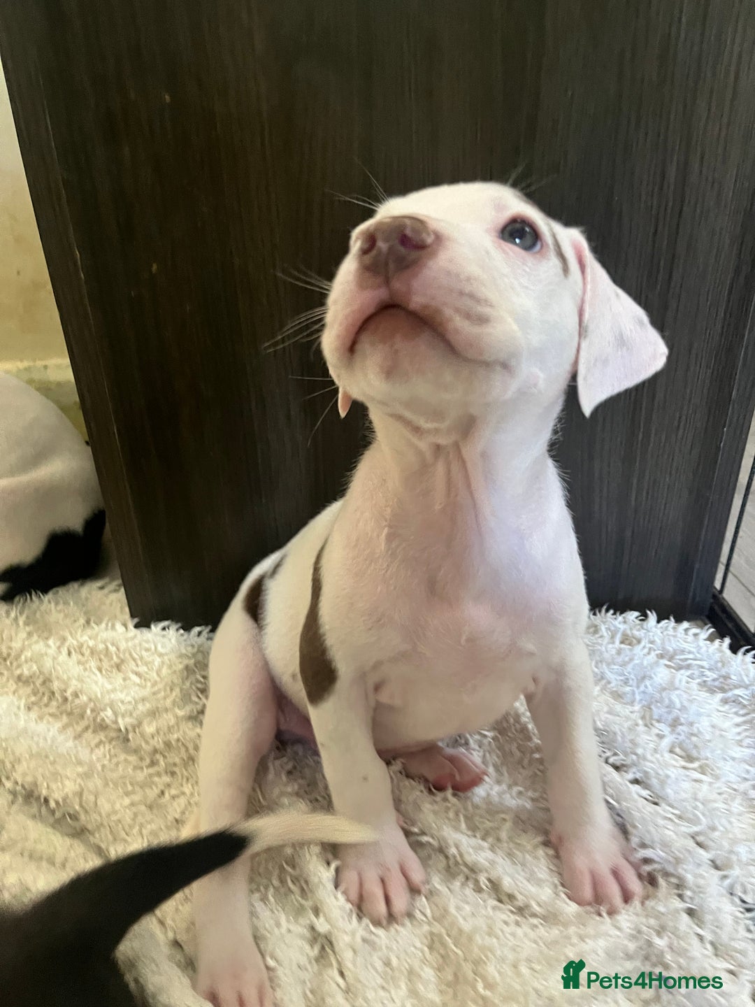 Mixed Breed dogs for sale: American bull dogs cross staffy - Image 8