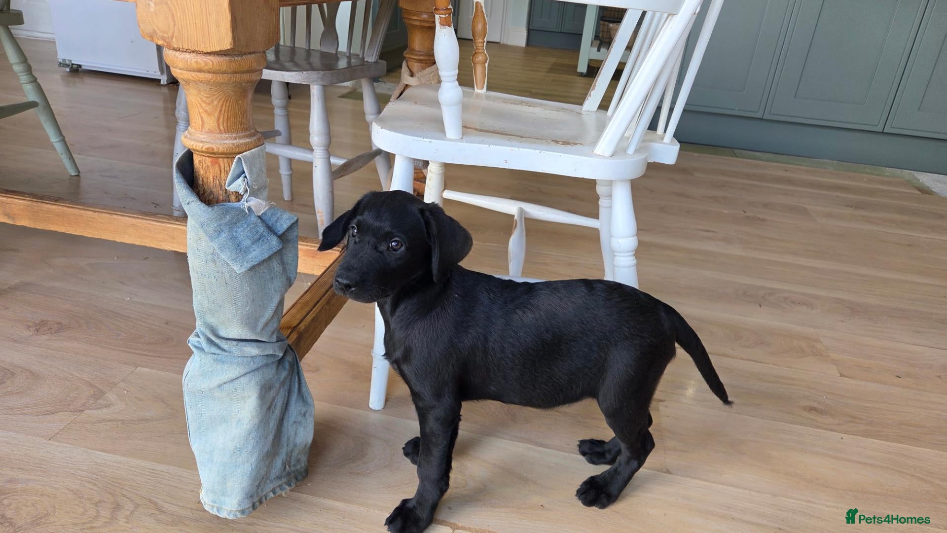 Labrador Retriever dogs  Labrador Puppies For Sale - Advert 2