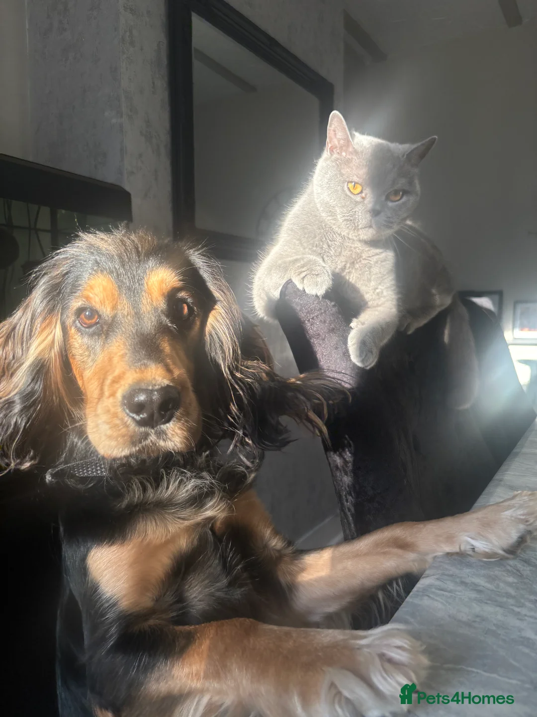 Cockerdor dogs for sale: Hector 2 year old Cockerdor  - Advert 17