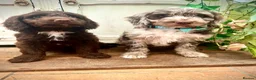Sproodle dogs for sale: Merle and Chocolate F1  Sproodles  - Advert 11