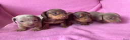 Miniature Dachshund dogs for sale: Quality Miniature Dachshund Puppies - Advert 6