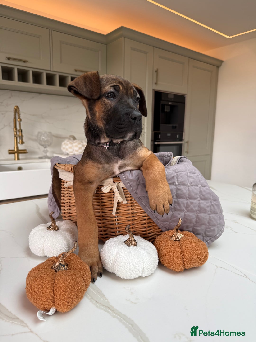 Cane Corso dogs for sale: Beautiful Cane Corso Puppies - Advert 35