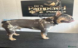 French Bulldog dogs for sale: Benji  - Image 3