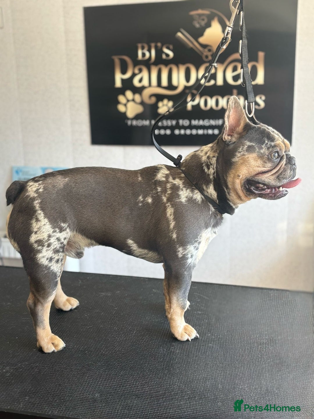French Bulldog dogs for sale: Benji  - Image 3