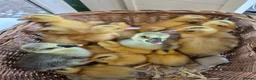 Ducks poultry for sale: Miniature silver appleyard duckling  - Advert 3