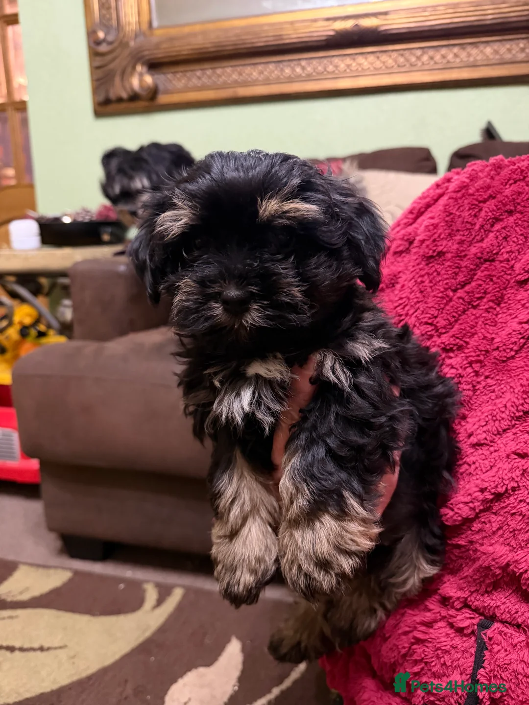 Havanese dogs for sale: ***Beautiful Havanese Puppies *** - Advert 2