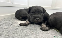 Miniature Schnauzer dogs for sale: Adorable black n silver Mini Schnauzer  - Image 1