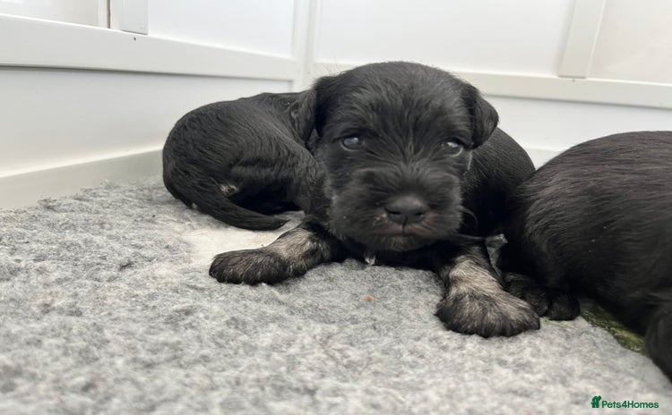 Miniature Schnauzer dogs - Advert 7