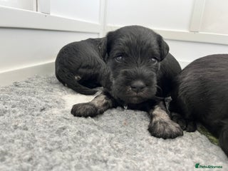 Miniature Schnauzer dogs - Advert 8