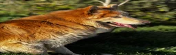 German Shepherd dogs for stud: ⭐️ KC reg proven GSD ⭐️ - Advert 4