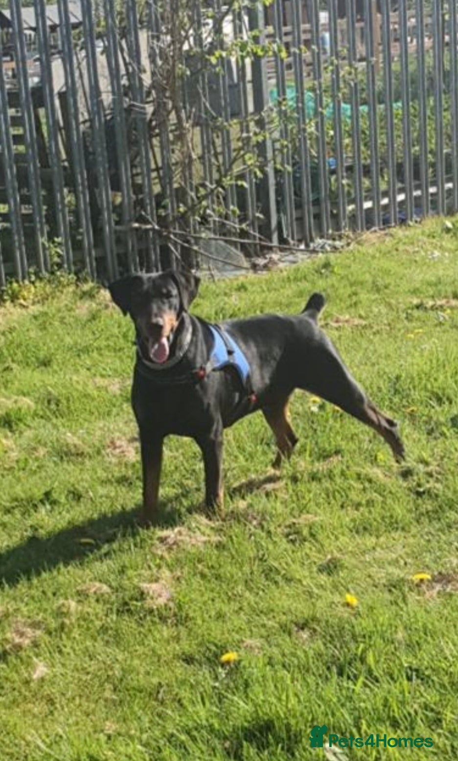 Dobermann dogs Doberman male in Bradford - Advert 3