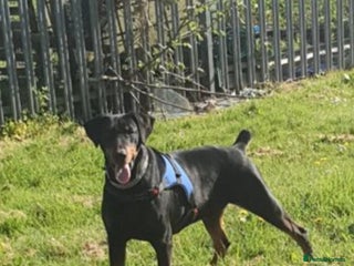 Dobermann dogs in Bradford - Advert 1