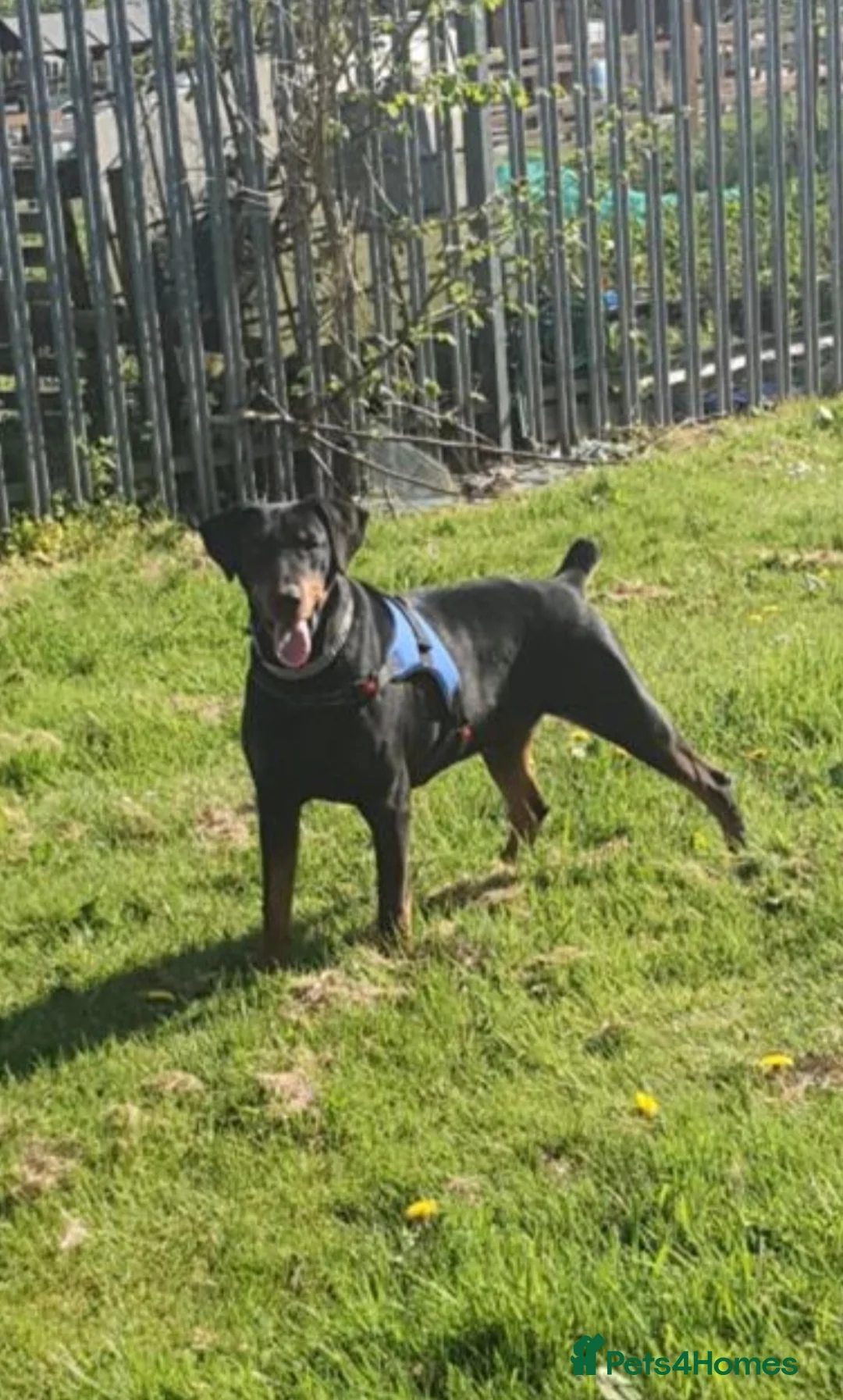 Dobermann dogs for stud: Doberman male in Bradford - Advert 1