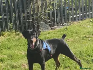 Dobermann dogs Doberman male in Bradford - Advert 1