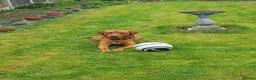Labrador Retriever dogs for sale: Odie the Fox Red Labrador  - Advert 8