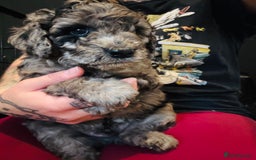 Labradoodle dogs for sale: Only 2 left. Beautiful unique coated labradoodles  - Image 1