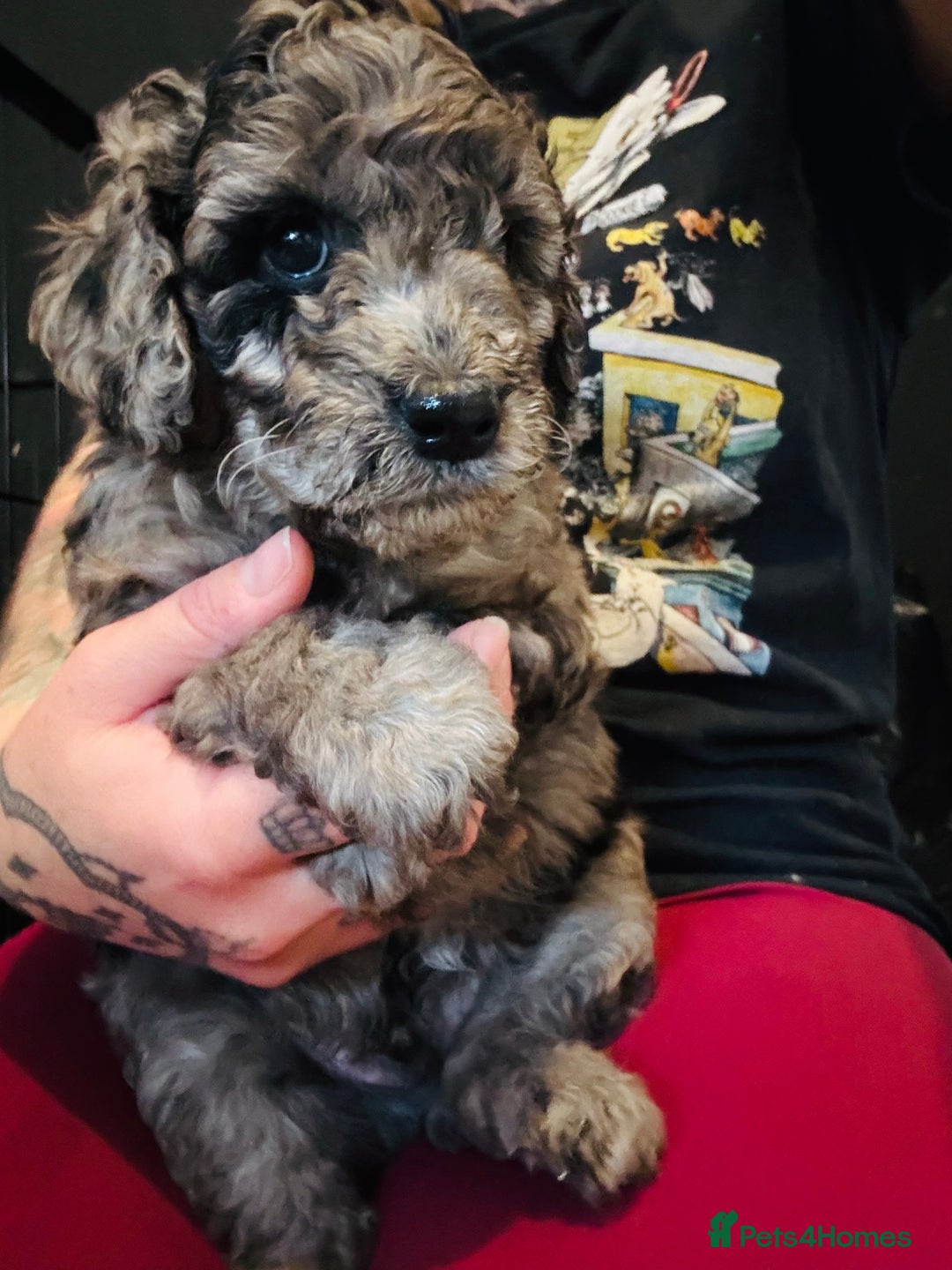 Labradoodle dogs for sale: Only 2 left. Beautiful unique coated labradoodles  - Image 1